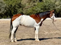 Horse (M), American paint horse — photo 1