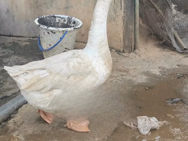 تشاينيز — كينيا