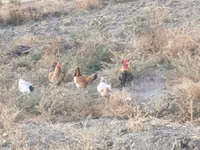 Chickens — 照片 8