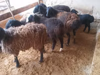 Widder, Jaidara sheep — Foto 3