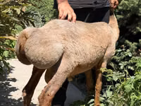 Schaf, Jaidara sheep — Foto 4