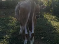 ثور, Swiss cattle — الصورة 2