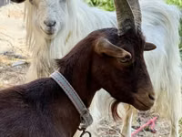 Cabra, Cabras — foto 4