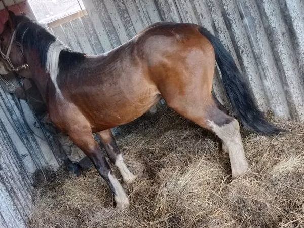 حصان, Altai horse