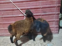 Sheep (batch, sex not specified), Sheep — photo 4
