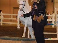 Stute, Miniature horse — Foto 6