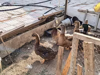 ساكسوني — الصورة 7