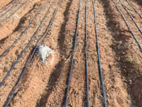 Drip Installation 1/2 Acre Kit — Foto 1