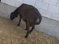 भेड़, Hissar sheep — फ़ोटो 3