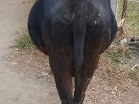 Kuh, Russian Black pied cattle — Foto 4