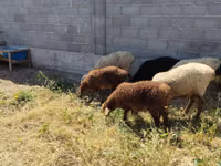 Oveja, Ovejas — foto 5