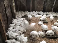 长门鸡 — 照片 3