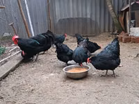 Australorp — Foto 8