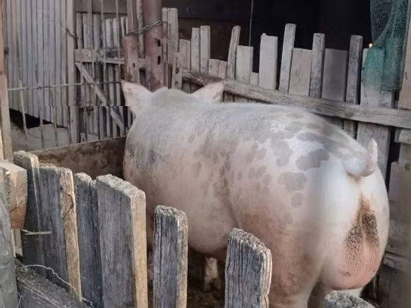 Boar, Pigs