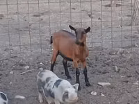 Cabra, Alpine goat — foto 1