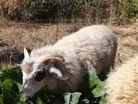 Ram, Racka sheep — photo 7