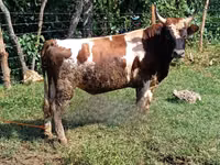 Bull, Cattle — photo 2