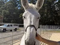 Hengst, Mule — Foto 3