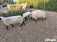 Sheep, German Blackheaded Mutton sheep — photo 3