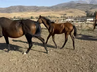 Horse (M), Russian Don — photo 4