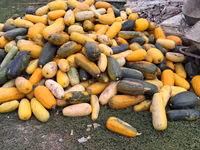 Продаю тыкву для животных — 照片 1