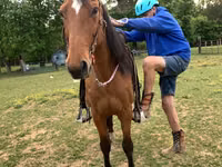 Horse (M), Tennessee Walking Horse — photo 5