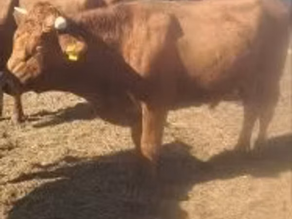 Bulle, Limousin-Kuh