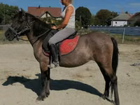 Stute, Polish pony — Foto 3