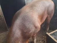नर सूअर — फ़ोटो 2