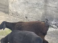 Widder, Rhon sheep — Foto 3