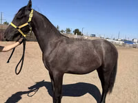 فرس, Friesian — الصورة 5