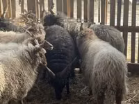 Carnero, Racka sheep — foto 2