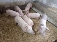 母猪, Pigs — 照片 2
