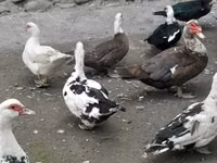 Domestic Muscovy — photo 4