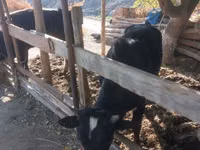 Bull, Cattle — photo 4