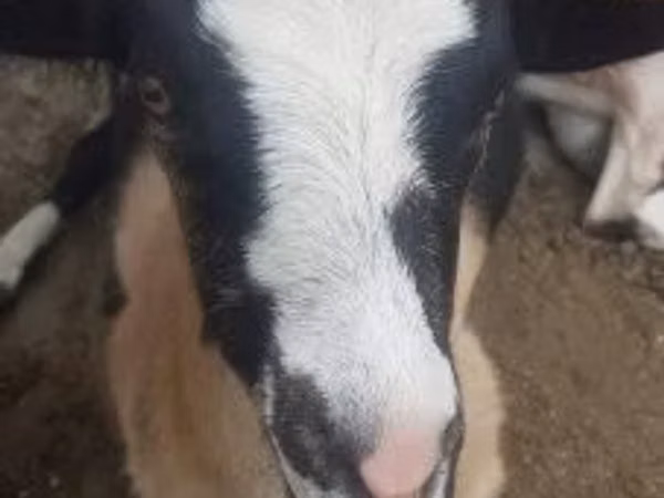 母山羊, Goats