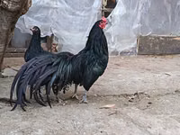सुमात्रा — फ़ोटो 1