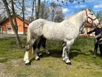 Caballo, Caballos — foto 4
