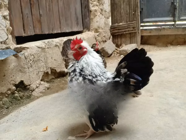 Shamo chickens