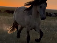 Horse (M), Bashkir horse — photo 1