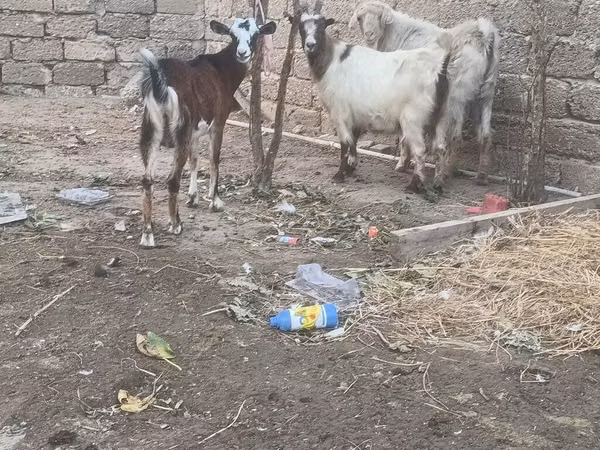 公山羊, Goats