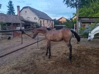 Hengst, Shagya — Foto 3