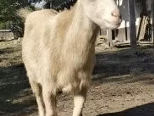 公山羊, Goats