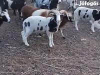 كبش, Jacob's sheep — الصورة 2