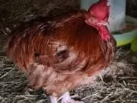 Chickens — photo 3