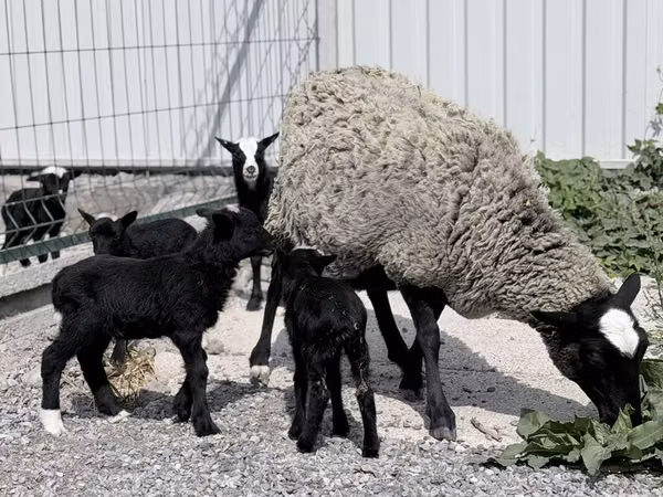 भेड़, Romanov sheep