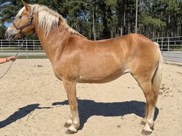 Stute, Haflinger