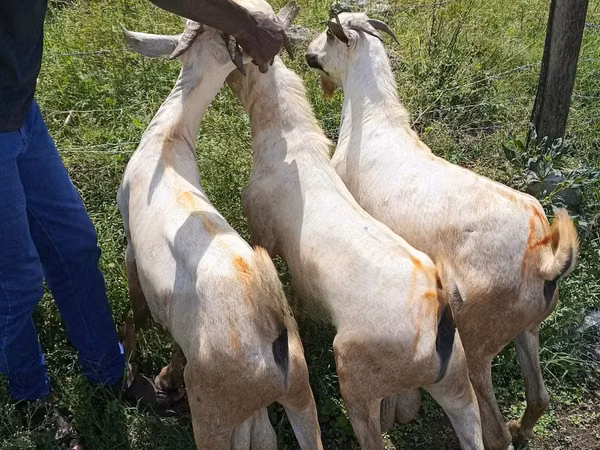 Billy Goat, Goats