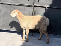 Schaf, Hissar sheep — Foto 2