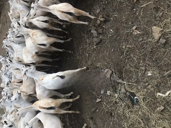 Goat, Somali goats — Kenya
